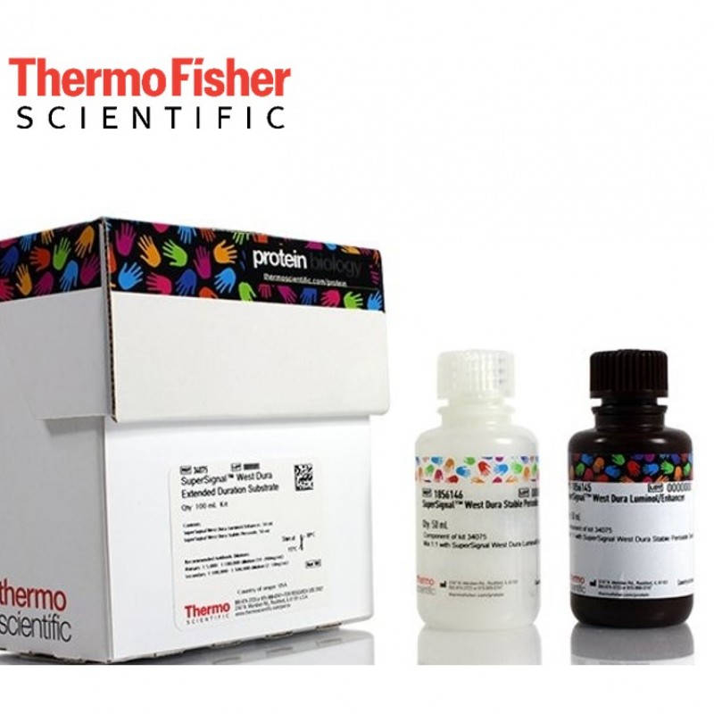 1736852069_SuperSignal-West-DuraKemiluminesans-Western-Blot-Tanimlama-SuperSignal-West-Dura.jpg SuperSignal™ West DuraKemilüminesans Western Blot Tanımlama - SuperSignal™ West Dura Uzatılmış Süreli Substrat - Görsel 1