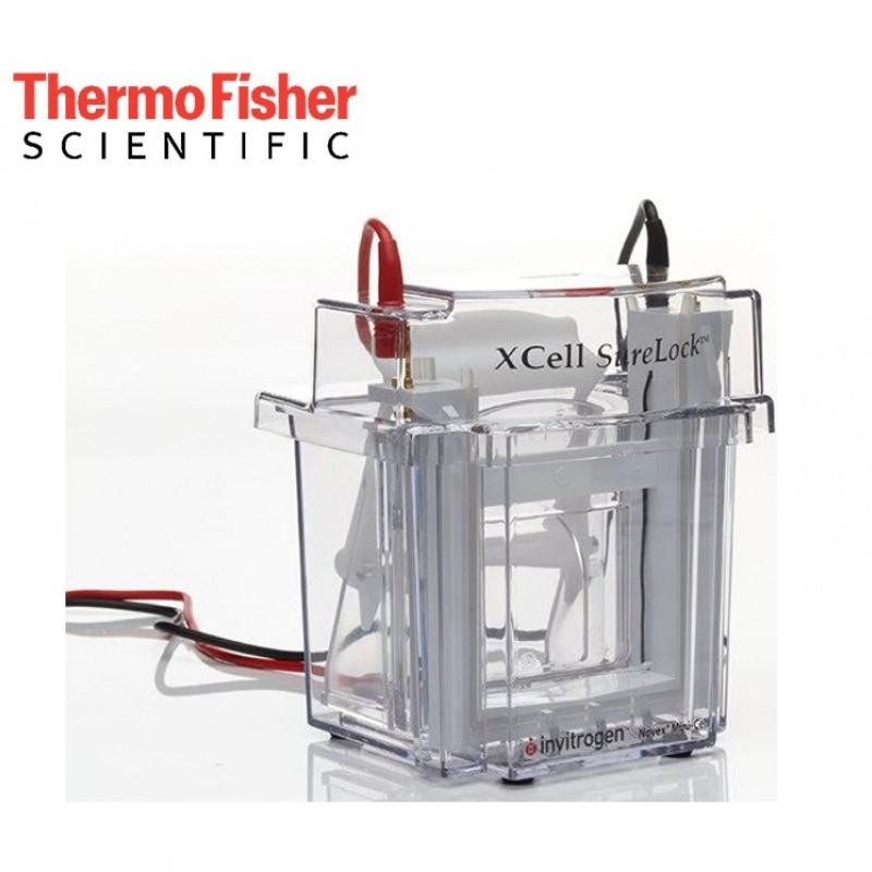 1736852189_XCell-SureLock-Mini-CellProtein-Jel-Elektroforezi-Mini-Elektroforez-Sistemi.jpg XCell SureLock™ Mini-CellProtein Jel Elektroforezi - Mini Elektroforez Sistemi - Görsel 1