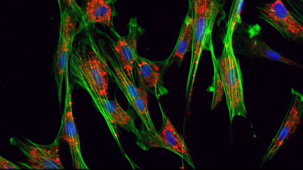 Image displays ability of EVOS FLoid to capture high quality multicolor fluorescent images