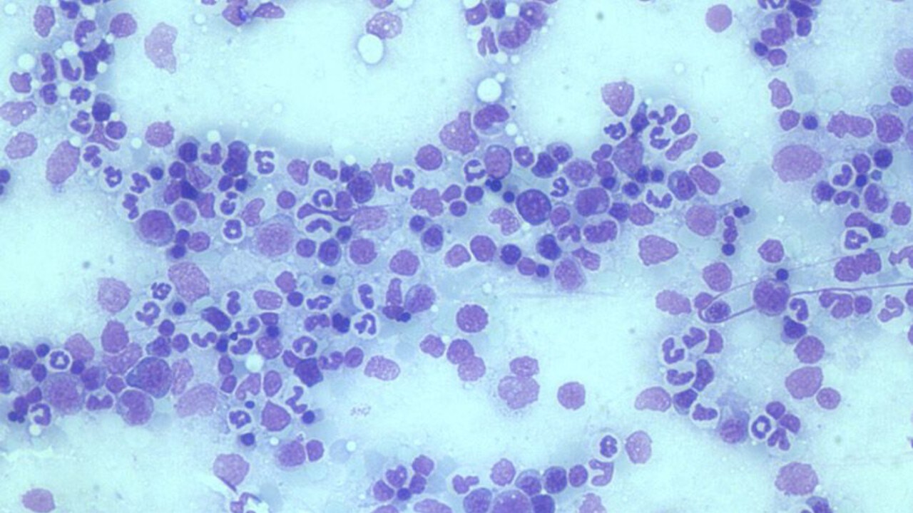 ALT text: Image displays ability of EVOS XL Core to capture high quality transmitted light images with 40x magnification