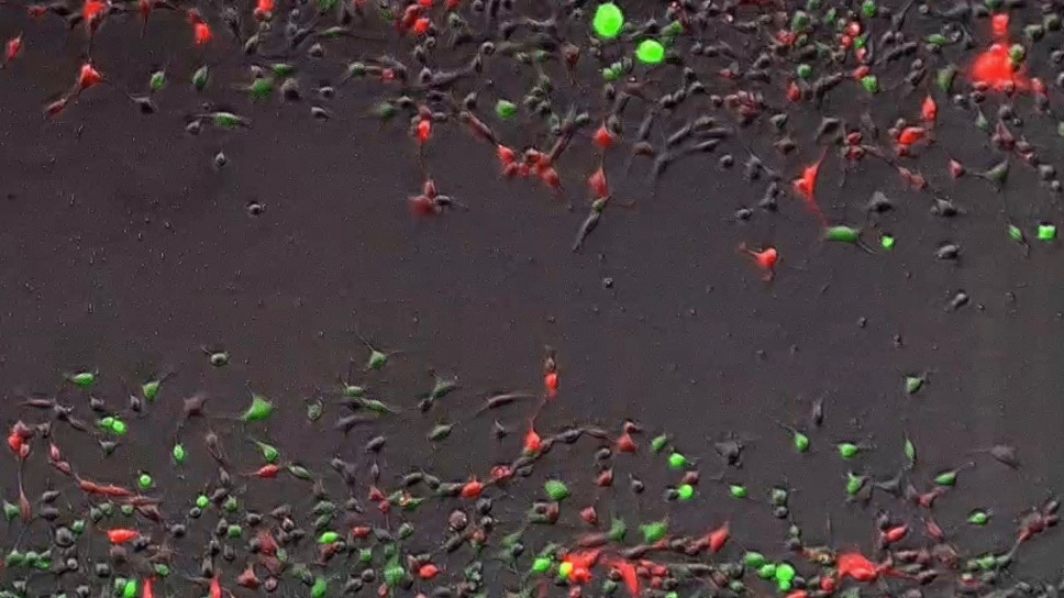 a group of red and green fish